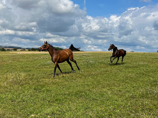 two horses galloping across the field in the summer, happy to be outside
