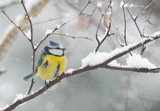 Winter scenery with blue tit bird sitting on the snowy branch(Cyanistes caeruleus)