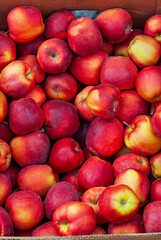 Lots of red and yellow apples in a box. Texture of round apples close up. Sale of fruit at the market and supermarket.