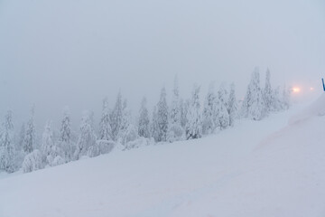 Verschneide Bäume im tiefen Winter in Skandinavien