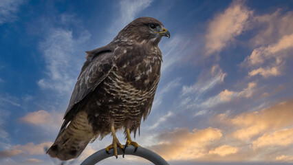 Mäusebussard