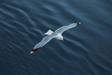 seagull flying over the water surface 