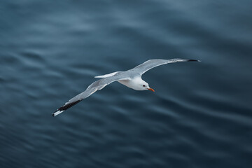 seagull flying over the water surface 