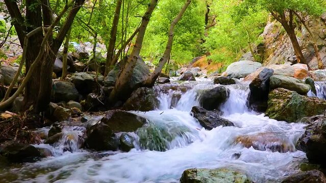 river in the forest