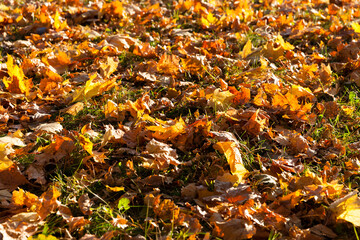 trees in a mixed forest during leaf fall