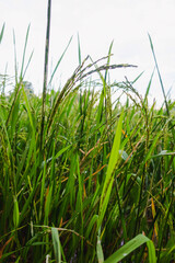 Obraz premium The rice in the field is about to be harvested