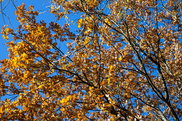 trees in a mixed forest during leaf fall