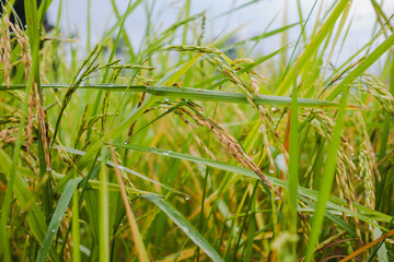 Fototapeta premium rice in the fields are ripe and ready to harvest their produce