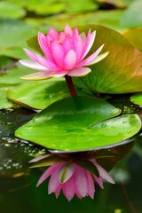 pink water lilly