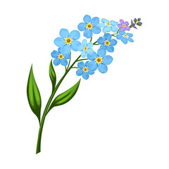 Spring flower blue forget-me-not. Isolated vector illustration.