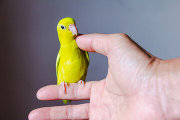 forpus parrot hold on human finger