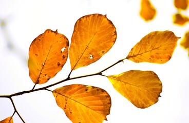 autumn leaves isolated on white