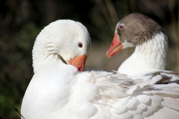 gansos