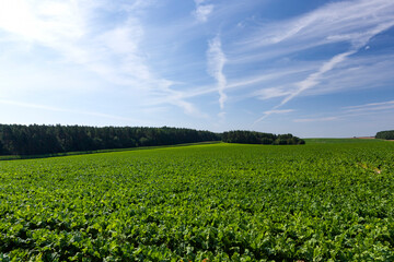 agricultural field with green beet tops