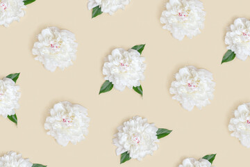 Layout of white peony flowers with green leaves. Pattern with fresh blossom peonies, summer floral concept.
