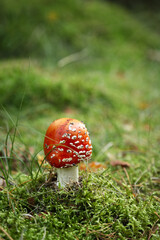 Mushroom Amanita muscaria, fly amanita. Bright, toxic and inedible mushroom fly agaric with blurred green grass background. Close up poisonous natural plant in natural environment