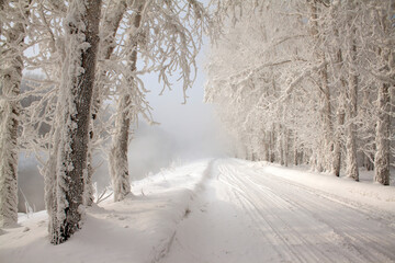 Obraz premium winter road in the forest