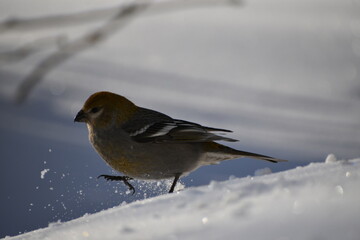 A female hard-billed pine on the snow, Sainte-Apolline, Québec, Canada