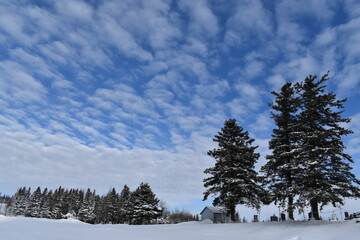Snowy trees under a cloudy sky, Sainte-Apolline, Québec, Canada