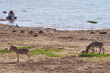 hoofed animal, ungulate