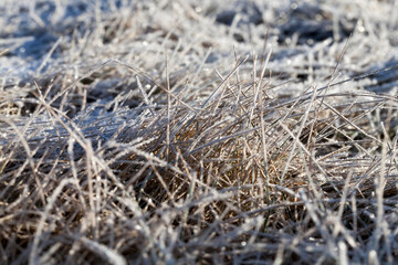 grass covered with ice and frost in the winter season
