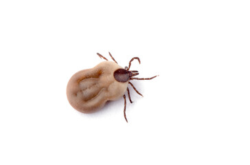 Tick isolated on white background