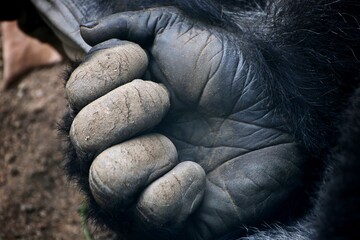 Gorilla Hand