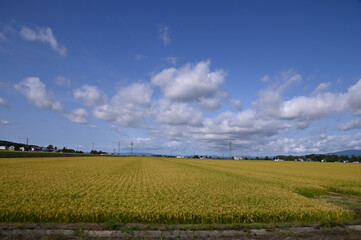 北海道の広大な田園風景に実った稲と大空を流れる雲