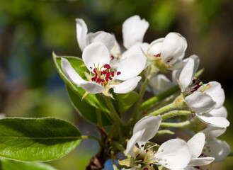 Fototapeta na wymiar blooming white pear flowers in spring