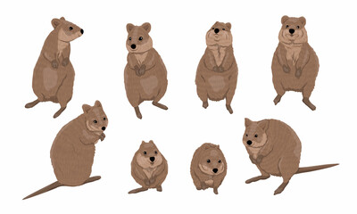 Quokka set. Short-tailed scrub wallaby Setonix brachyurus in different poses. Realistic vector animal
