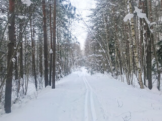 ski slope in the forest