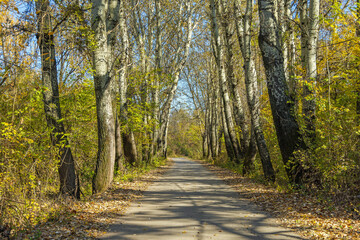 Naklejka premium Straight Road Woods