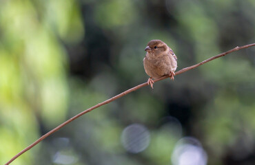 A baby sparrow perched on the branch. Species Passer domesticus. Animal world. Birdwatching. Bird lover.