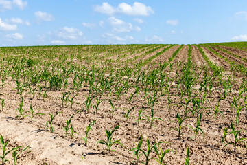 Fototapeta na wymiar green young corn on an agricultural field in the spring season