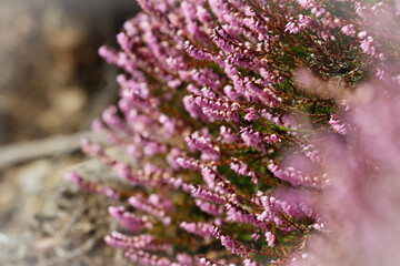 Brezo en flor silvestre