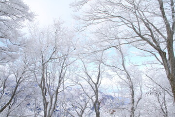 Fototapeta na wymiar 霧氷の林