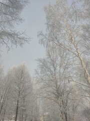 trees in winter