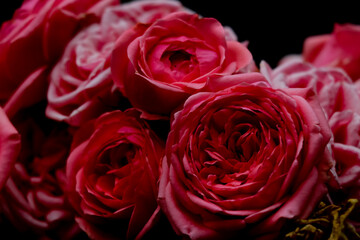 Ramo de rosas rosas con fondo negro