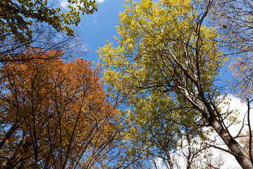 trees in a mixed forest during leaf fall