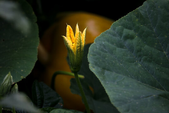 Flor de calabaza a punto de abrir