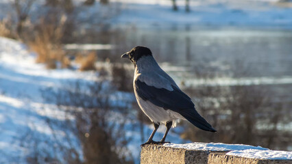Grey crow sits on embankment of river in the town against bokeh nature background in winter time. Citylife cooncepts.