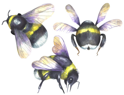 Illustration of a bumblebee, bee