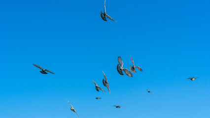 Birds flying in the blue sky in town. Many flying pigeons on winter sky background. Space for text. Image for design.