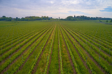 Fototapeta na wymiar Vineyard plantations in Italy. Rows of green vineyards aerial view. Italian vineyards top view. Smooth rows of vineyards. Vineyards in Italy. Italian vineyard plantation drone view.