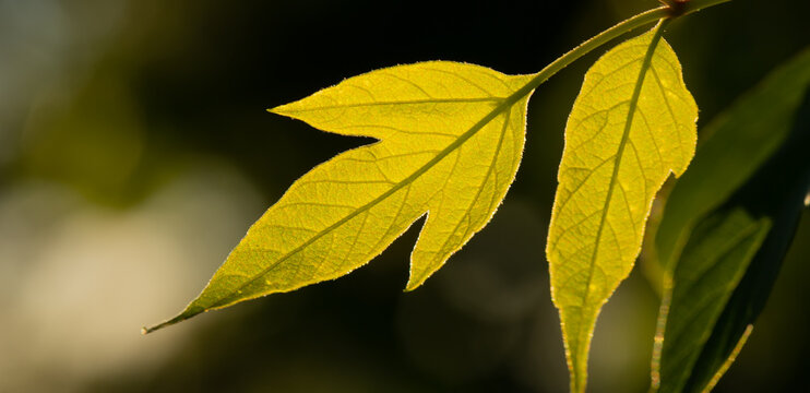 Yellow green leaves of marple tree on dark background with selective blurred focus and sun light.