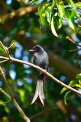 Black Drongo, Dicrurus macrocercus, bird in the branch.
