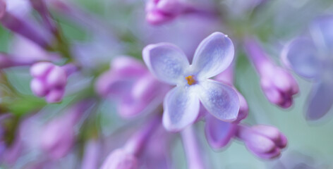 Blooming lilac flowers with selective focus on blurred background.