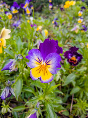 Flores moradas y amarillas en la primavera
