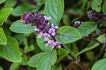 Photograph of a beautiful purple basil in the garden.