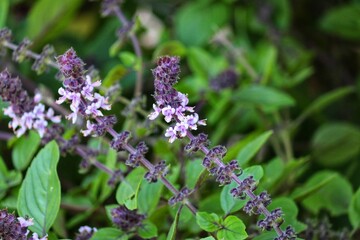 Photograph of a beautiful purple basil in the garden.